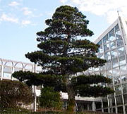 市の木「五葉松」