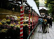 参道の鉢植えのキク