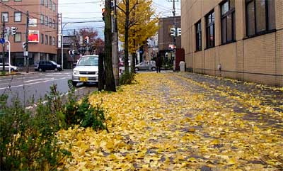 三条郵便局脇の歩道を覆うイチョウの枯れ葉