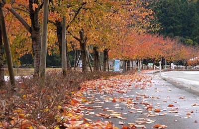 三条市月岡地内、県道大面・保内線の桜並木の紅葉