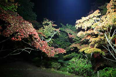 弥彦公園もみじ谷のライトアップ