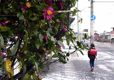 13日午後、サザンカの花が開く三条市厚生福祉会館前の凍った歩道を歩く小学生