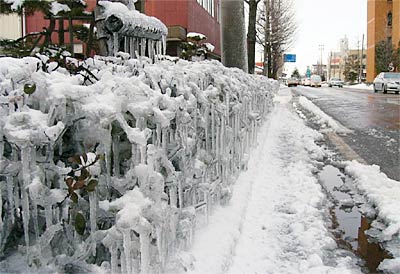 消雪パイプの水をかぶって氷に覆われた三条市役所前通りの街路樹