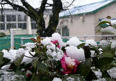 三条市・荒町ポンプ場のサザンカの花に積もった雪