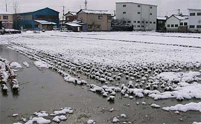 3日午前9時13分、三条市林町2付近の田んぼ。