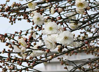 三条市神明町地内の庭先でほころび始めたウメの花、奥はパルム。
