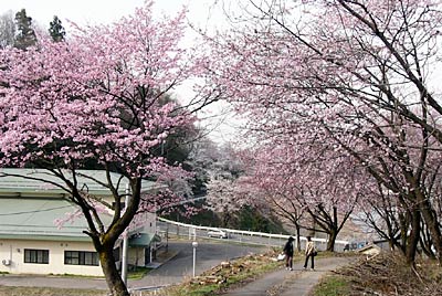 23日にオオヤマザクラの植栽が行われる三条市・道心坂の林道に咲くオオヤマザクラ
