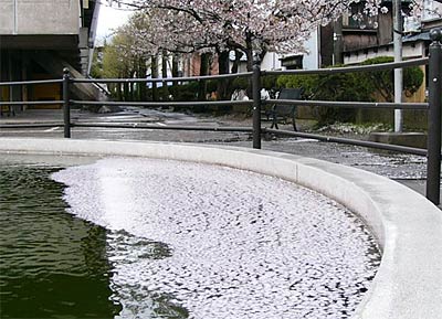 三条市厚生福祉会館の池を覆うように浮かぶサクラの花びら