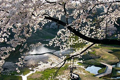 ソメイヨシノが満開の下条川ダム湖周辺