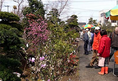 8、9の2日間、JA南蒲保内緑花木センターで開かれたことし最初の植木まつり