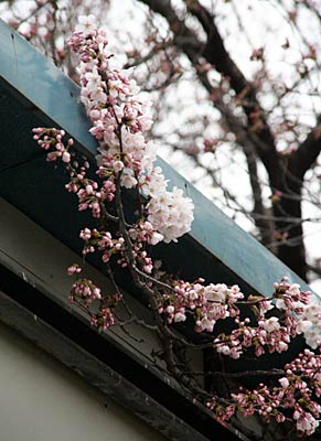 三条市四日町公園のプレハブ小屋に接した枝で一足早く開いたサクラ