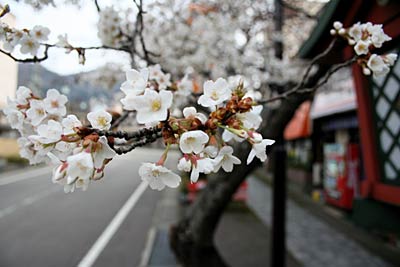 弥彦・停車場通りで唯一、満開のサクラ、ヒガンザクラ(10日午前6時0分撮影)