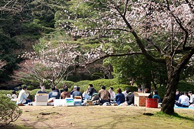 サクラが見ごろを迎えた15日午後の弥彦公園