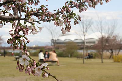 県立鳥屋野潟公園で咲き始めたサクラ、写真奥に鳥屋野潟、ビッグスワン