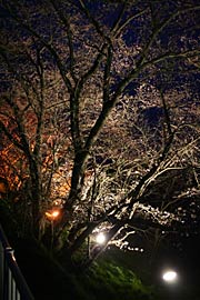 近寄って見ると繊細な枝のシルエットが幻想的
