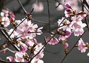 ソメイヨシノより赤いオオヤマザクラの花