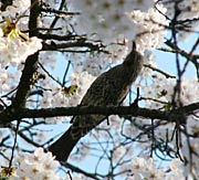 サクラと野鳥