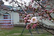 ほかの部分ではわずかにひとつ咲いたサクラの花