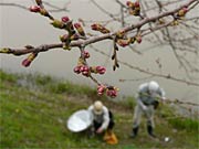 2、3日中にはほころびそうなつぼみも