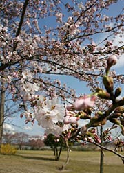 三分咲きていどまで開花が進んだサクラ