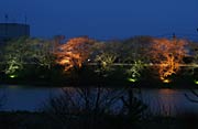 夕暮れどきの薄明かりとライトアップのカラーリングも一興