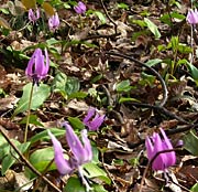 付近に群生するカタクリの花