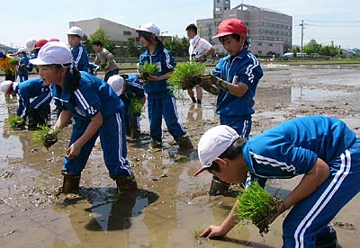 加茂市役所裏手の田んぼで手植えを体験する石川小5年生