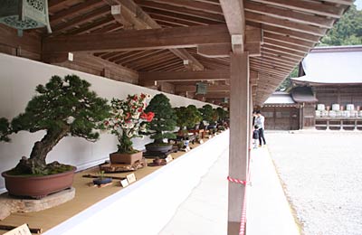 5月5日まで弥彦神社で開かれている第21回弥彦神社奉納盆栽展
