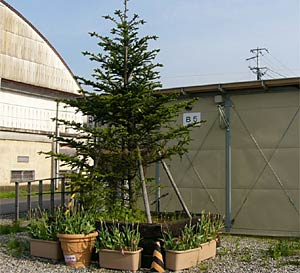 興野地内の仮設住宅に燕三条JCが植栽したモミの木