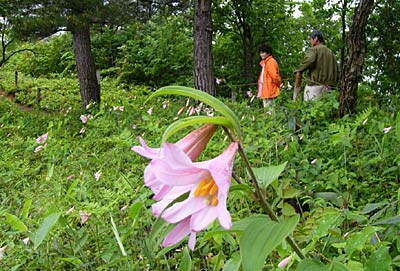 6月4日までひめさゆりまつりが開かれている高城城跡登山道で咲きそろったヒメサユリ
