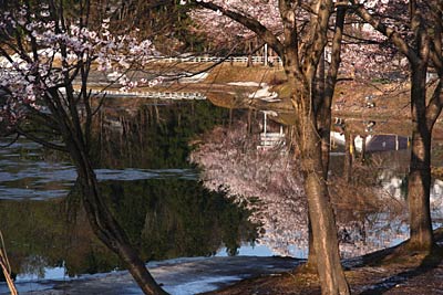 魚沼市、旧入広瀬村の鏡ケ池で満開のサクラ