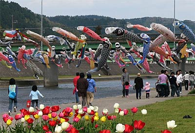 加茂川上空を泳ぐこいのぼり
