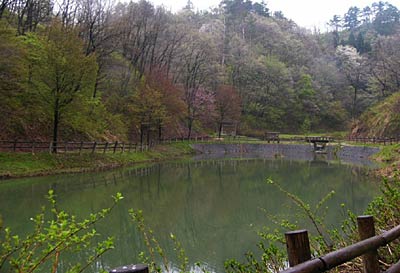 3日の三条市日帰り観光ツアー「春の中浦ヒメサユリ森林公園と野外バーベキュー」で行く中浦ヒメサユリ森林公園