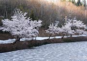 鏡ケ池を白く覆う雪と満開のサクラのとりあわせ