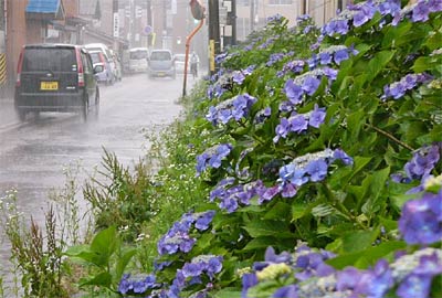 30日の久しぶりのまとまった雨は旧NTT東日本新潟支店三条営業所の緑地のアジサイには恵の雨に