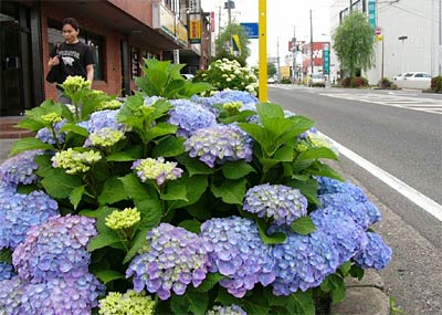 梅雨入りした三条市、国道289号の三条署向かいの歩道に咲くアジサイ