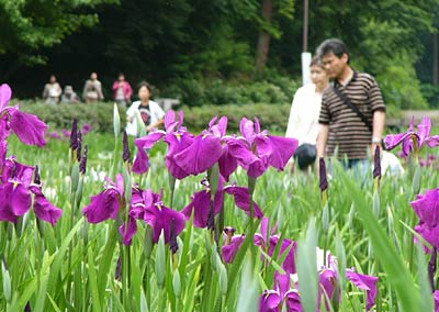 18日始まったしらさぎ森林公園の花菖蒲まつり