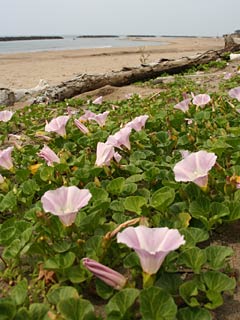 4日午後1時14分、寺泊の海岸で撮影したハマヒルガオ