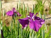 しらさぎ森林公園で咲き始めたハナショウブ