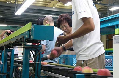 18日、JAにいがた南蒲大島選果場で始まったモモの選果機による出荷