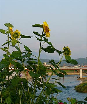 三条市神明町、五十嵐川右岸に咲くヒマワリも夏空にご機嫌?