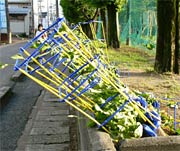 三条小学校グラウンドの風で倒れたアサガオの鉢