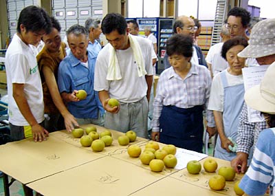 16日、三条市大島地区で行われたナシの目合わせ