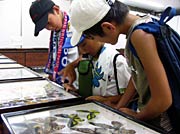 ドキドキ昆虫館で標本などに目をくぎ付けにする子どもたち