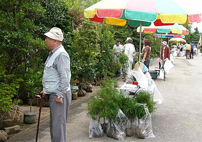 18日まで開かれている保内緑花木センターの植木まつり、手前のビニール袋に入って並んでいるのは、売約済みのコウヤマキの苗木。