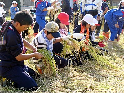 20日、稲刈りを体験する一ノ木戸小と三条小の5年生