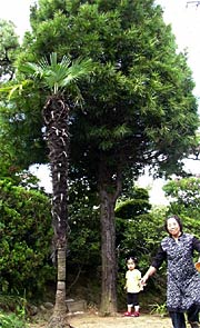 三条市土場、鈴木さん方のコウヤマキ