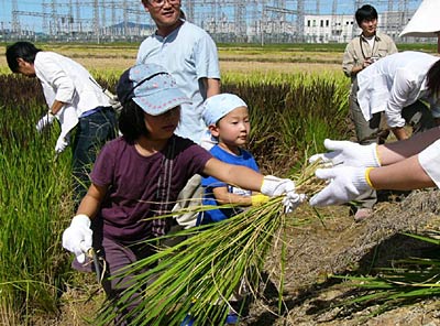 18日行われた県央研究所の古代米の稲刈りを体験する子どもたち