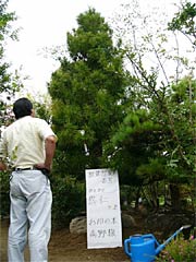 手書きの看板を添えて販売するコウヤマキ