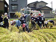 みるみる刈り取られていくイネ